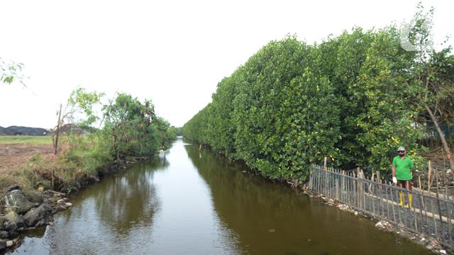 Penanaman Bibit Mangrove di Kawasan Marunda