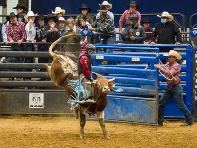 Seorang koboi junior bersaing dalam kompetisi World Finals for the International Miniature Bull Rider 2020 di Mesquite, Texas, AS, 9 Desember 2020. Kompetisi yang diselenggarakan oleh International Miniature Bullrider's Association itu diikuti oleh lebih dari 260 kontestan. (Xinhua/Dan Tian)