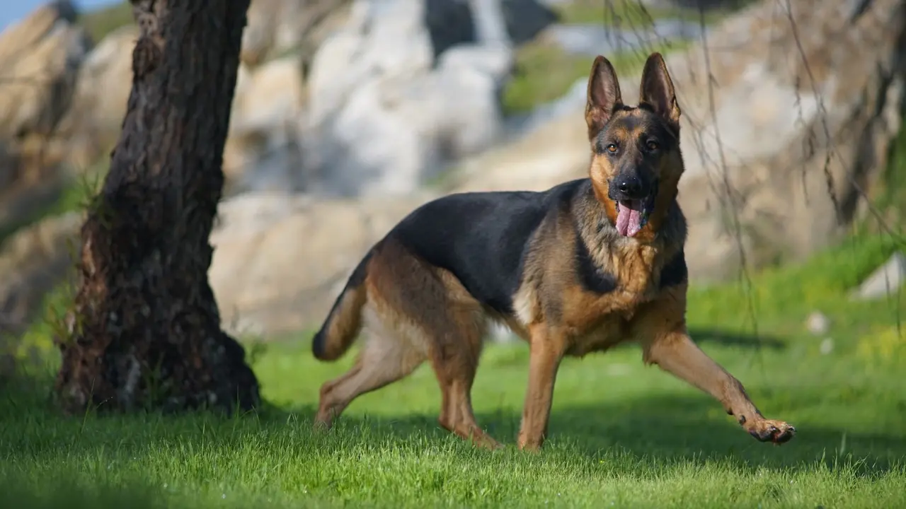 German Shepherd