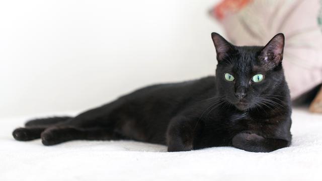 Ilustrasi kucing hitam