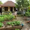 7 Kesalahan Menyiram Kebun Sayur yang Sering Dilakukan, Wajib Dihindari agar Panen Maksimal