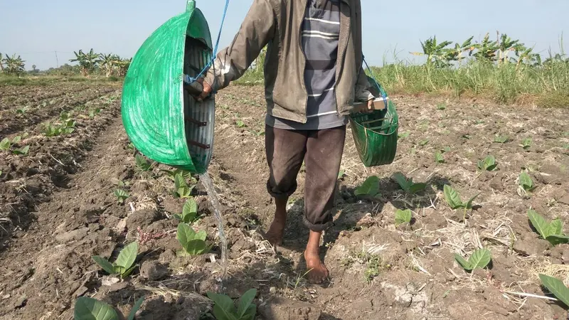 Petani Tembakau