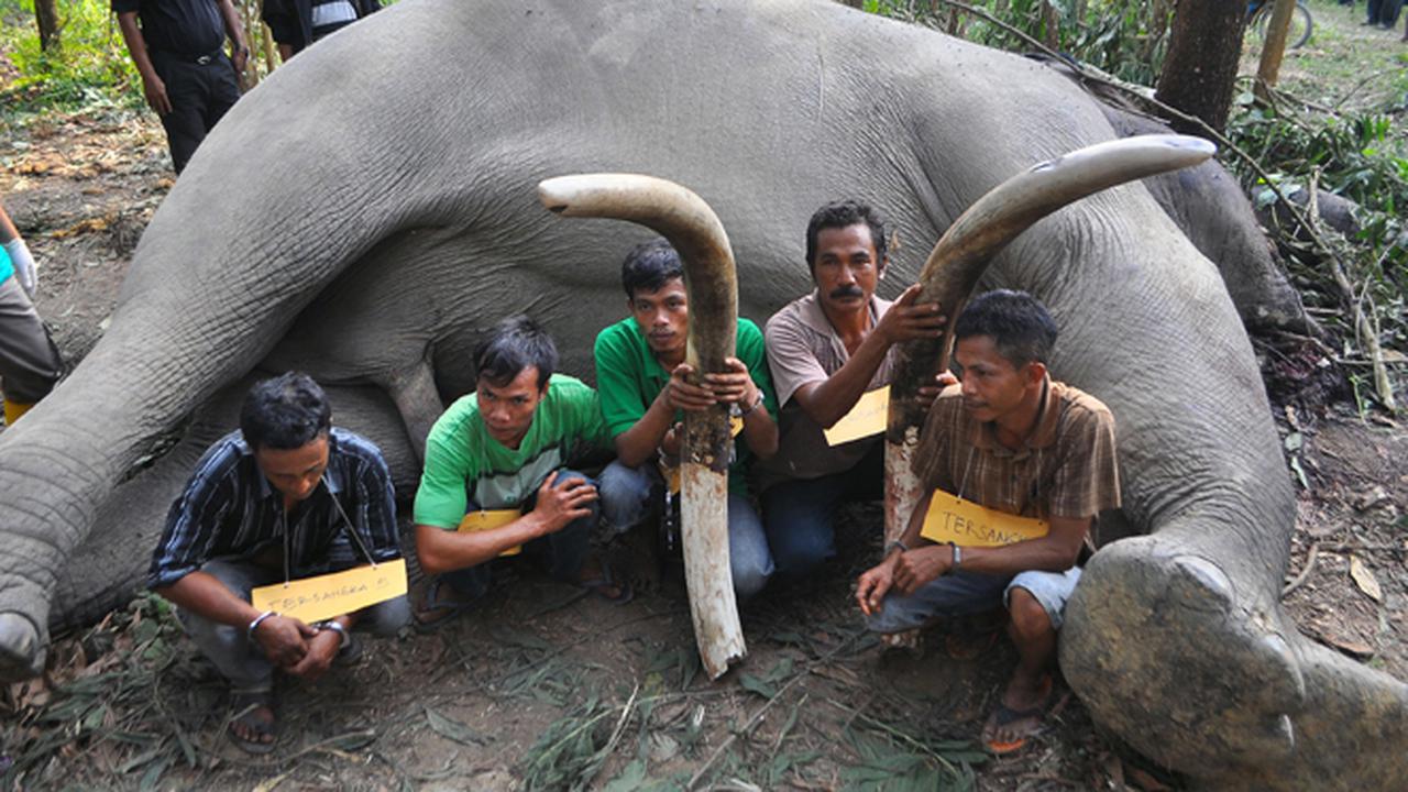 Rekonstruksi Pembantaian Gajah di Riau