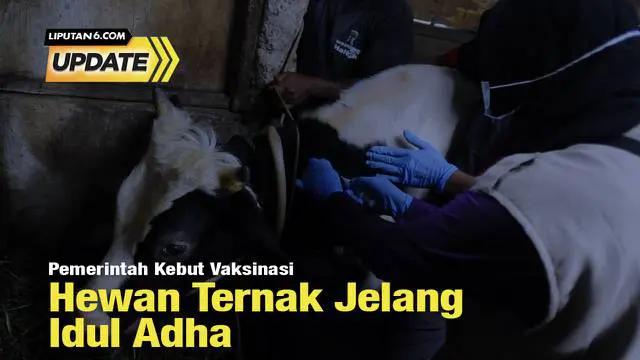 Kementan terus gencar menyebarkan vaksin PMK untuk para peternak. Terutama agar hewan peliharaan mereka aman dikonsumsi, terlebih menjelang Idul Adha 2022.