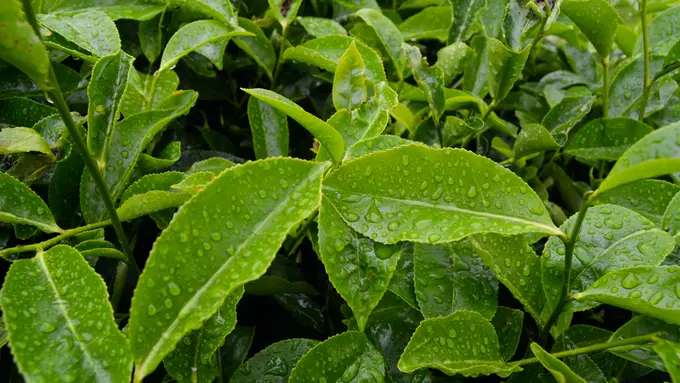 Kandungan pada green tea