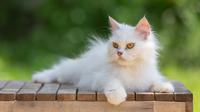 Ilustrasi kucing putih. (Photo created by jcomp on www.freepik.com)
