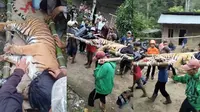 Seekor harimau Sumatera di Lampung Barat berhasil masuk ke dalam kandang jebak yang dipasang oleh stakeholder terkait. Foto : (Istimewa).