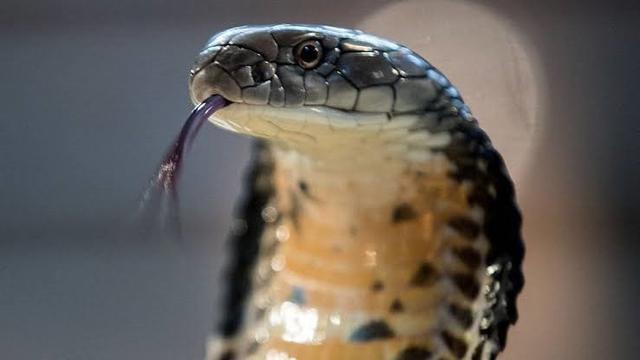 Pertama kobra ular pertolongan digigit Jangan Salah