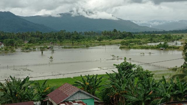 banjir Konawe Utara, ratusan lahan pertanian terendam banjir.