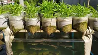 Lele dan Kangkung Panen Bersamaan dari Satu Karung Bekas, Begini Caranya