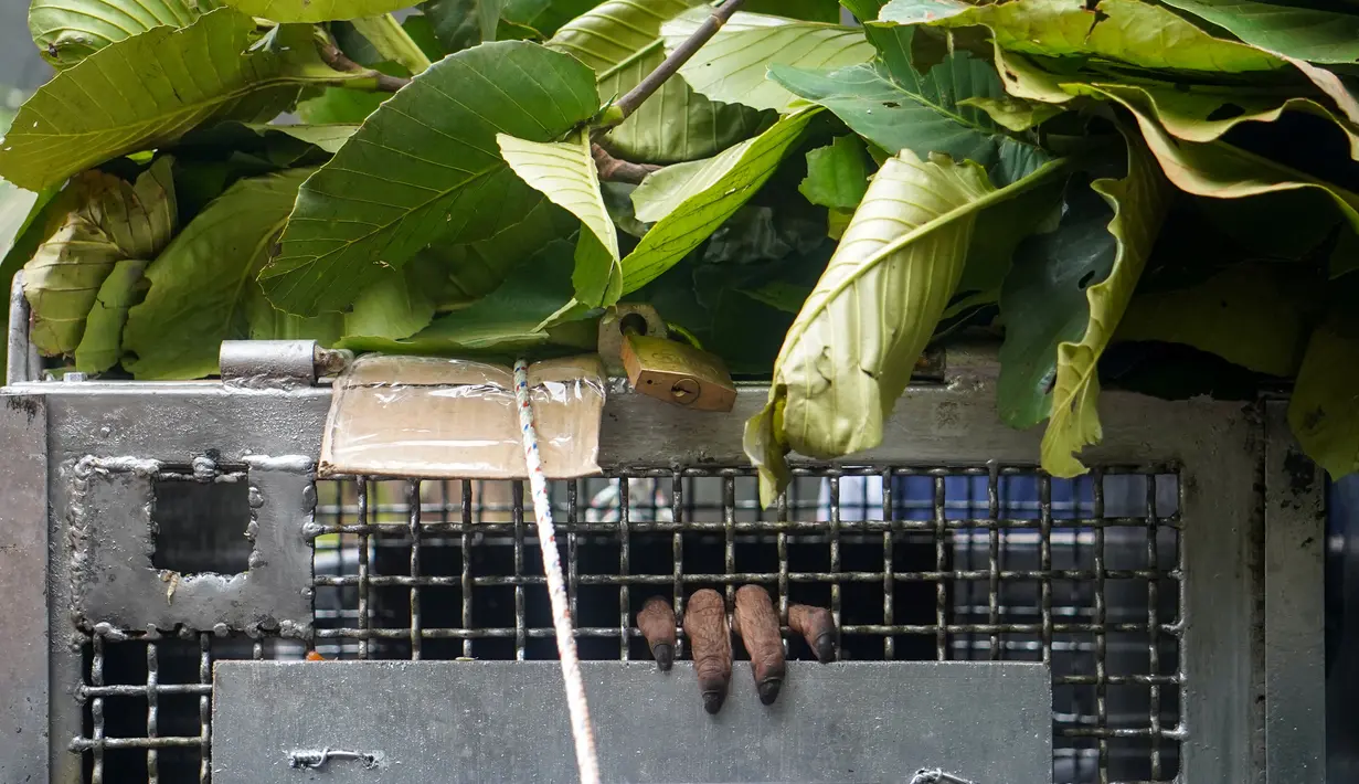 Seekor orangutan menjulurkan jari-jarinya melalui jeruji kandang besi yang ditutupi dedaunan selama perjalanan menuju lokasi pelepasliaran di Kabupaten Ketapang, Kalimantan Barat, Kamis (29/10/2026). Orangutan tersebut merupakan satu dari sembilan individu yang diselamatkan dari kebakaran hutan di wilayah tersebut. (Ilham Pratama/AFP)