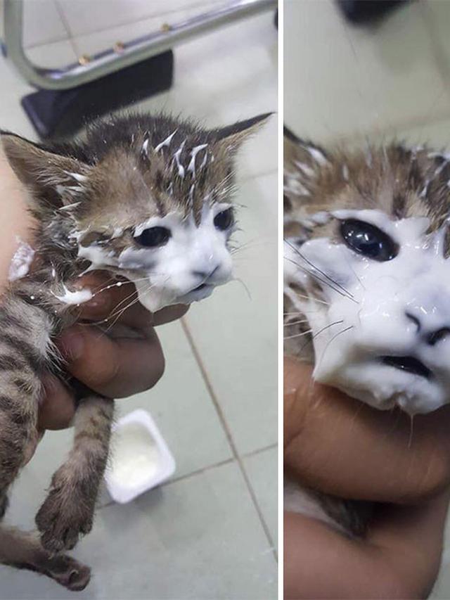 potret kocak kucing saat makan