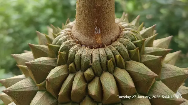 Berbagai Jenis Durian Berdaging Tebal. AI
