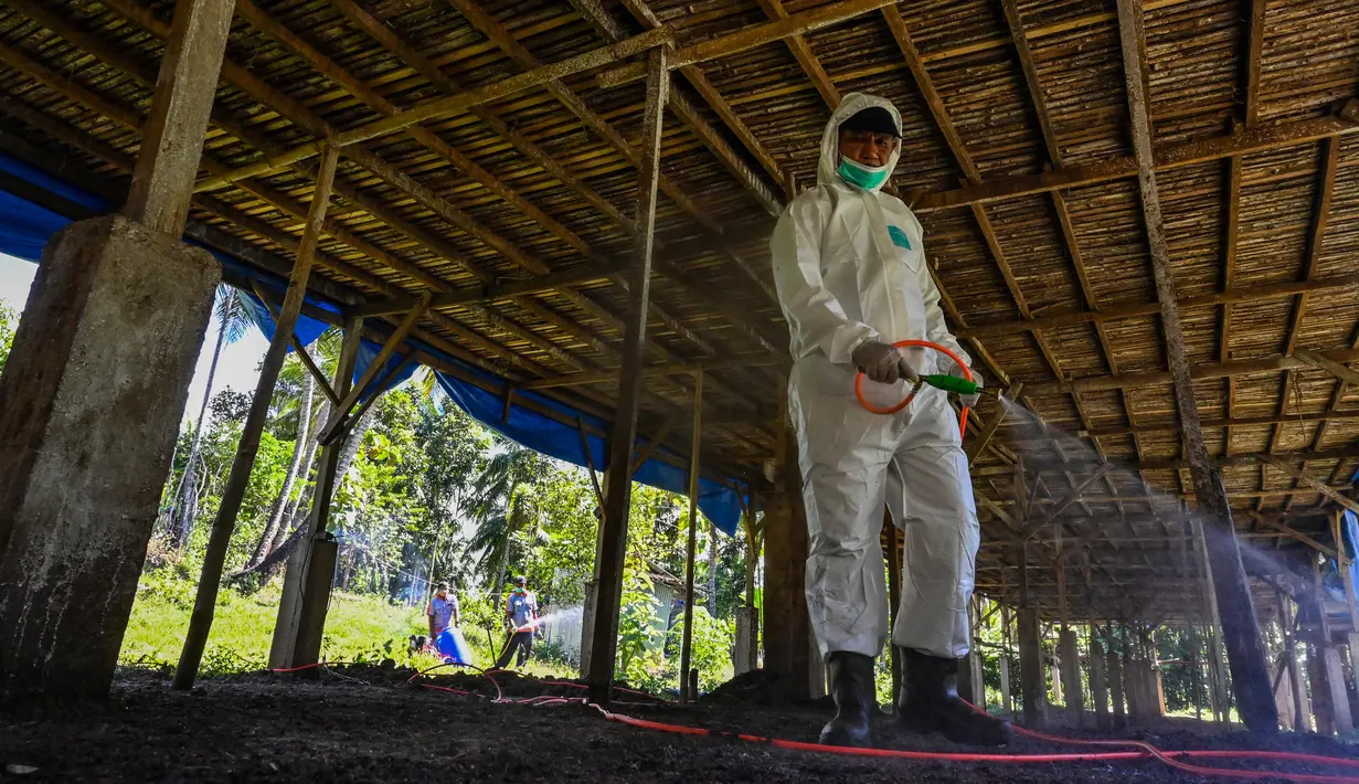 Seorang petugas pemerintah mensterilkan peternakan unggas untuk mencegah penyebaran flu burung di Darul Imarah, Kabupaten Aceh Besar, Provinsi Aceh, Kamis (2/32023). Dinas Peternakan Provinsi Aceh melakukan disinfektan, pemeriksaan kesehatan, dan monitoring ke sejumlah usaha peternak unggas dalam upaya pencegahan flu burung. (CHAIDEER MAHYUDDIN/AFP)