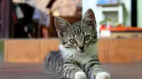 Kuku kucing rumahan perlu dipotong secara rutin agar cakarnya tidak menyakiti diri sendiri ataupun pemiliknya. (Foto: Pixabay/Alicia)