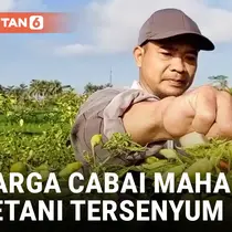 Harga Cabai Makin Pedas, Petani Bahagia