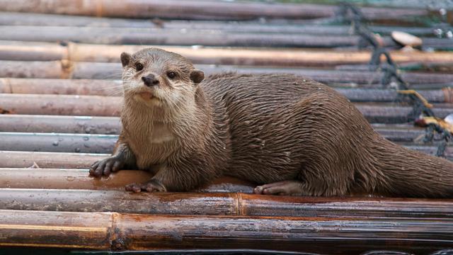 Otter