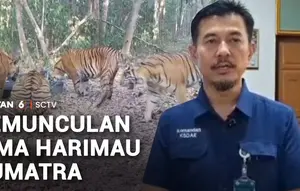 Lima Harimau Sumatra Terekam Minum di Penampungan Air Way Kambas