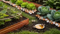 10 Cara Mencegah Siput Menyerang Sayuran di Kebun Rumah dengan Efektif, Tanpa Pestisida Berbahaya