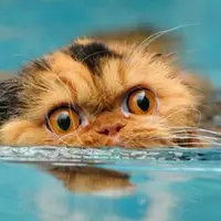 Kucing memang musuh air.