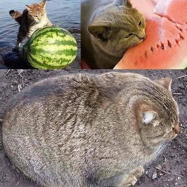 9 Meme Kocak Potret Kucing Obesitas Ini Malah Bikin Gemas