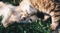 Kucing dan Anjing Juga Perlu Sayuran? Ini Penjelasan Ahli dan Daftar Sayur yang Aman