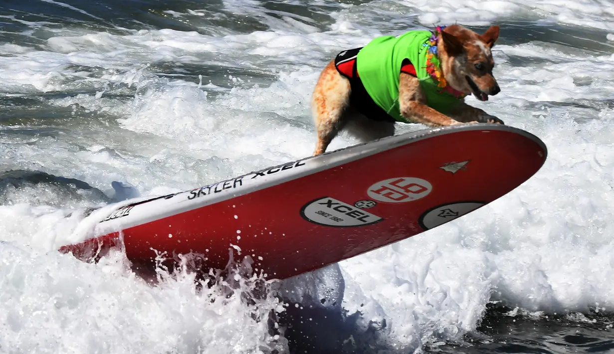 Seekor anjing berdiri di ujung papan selancar ketika diterjang ombak saat mengikuti Surf City Dog di Pantai Huntington, California (23/9). Acara ini merupakan kompetisi tahun ke-9 yang dilakukan di California. (AFP Photo/Mark Ralston)