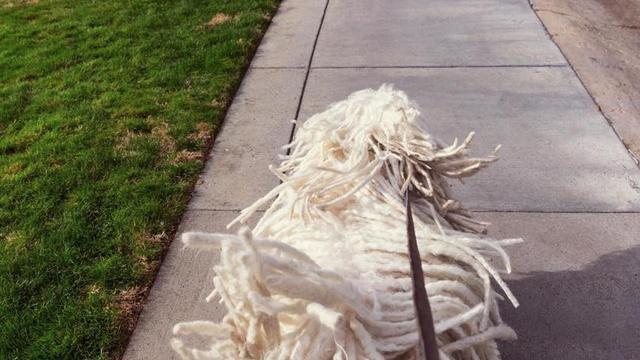 Anjing Mark Zuckerberg