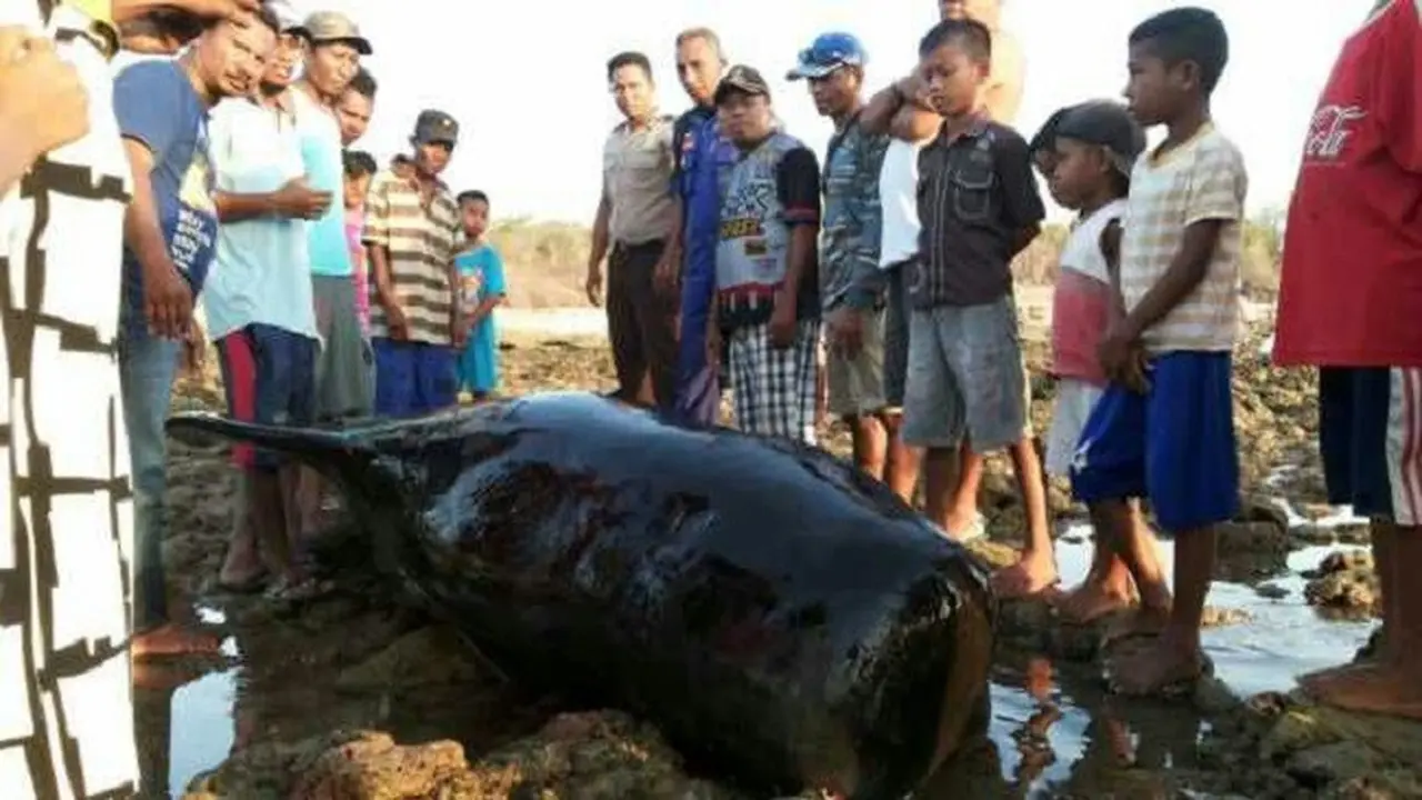Paus Sperma Raksasa Coba Bertahan Hidup di Tepi Pantai
