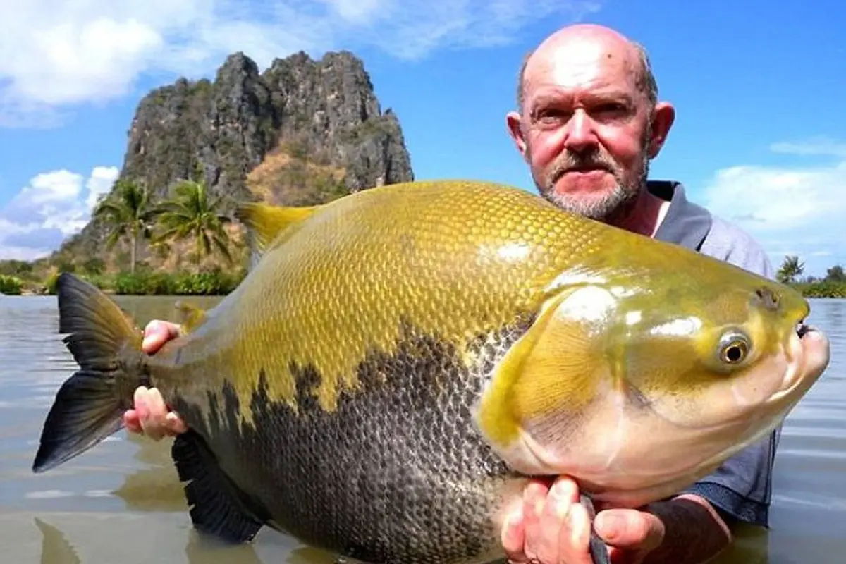 [Bintang] Ikan 'Raksasa' Thailand