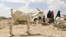 Hewan ternak tampak kurus kering akibat berkurangnya volume air di kota Hargeysa selatan, Somalia, (7/4). El Nino merupakan gejala penyimpangan cuaca yang mengakibatkan panas yang berkelanjutan hingga mengalami kekeringan. (REUTERS / Feisal Omar)