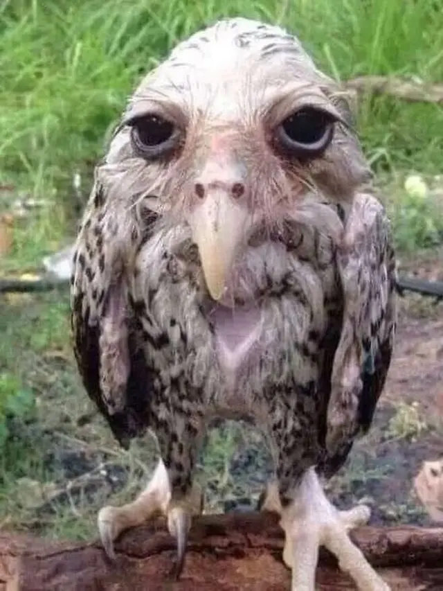 Tingkah Kocak Burung