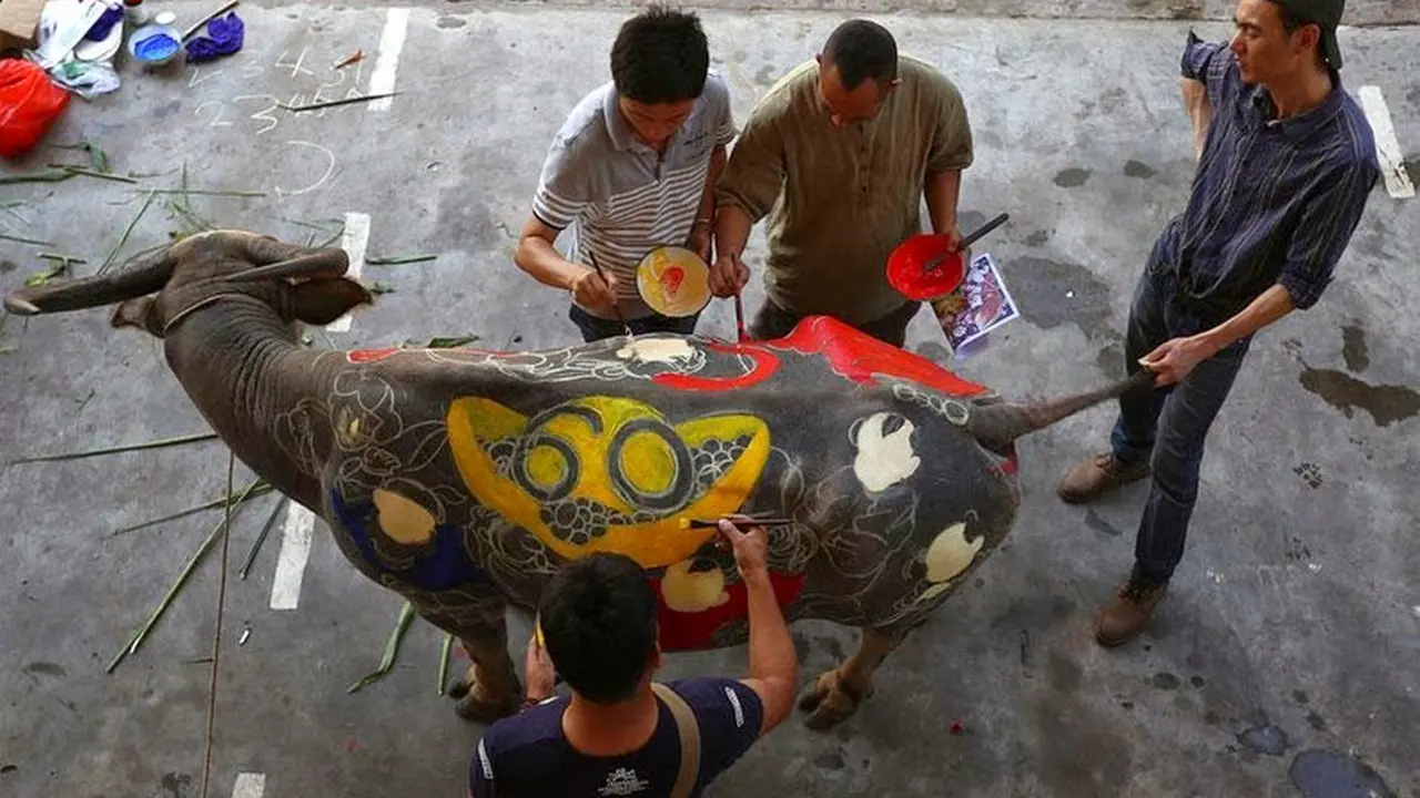 Melihat Serunya Kompetisi Melukis Tubuh Kerbau di China