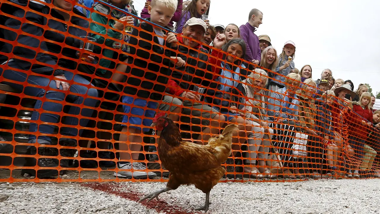 20150803-World-Hen-Racing-Championships-Inggris