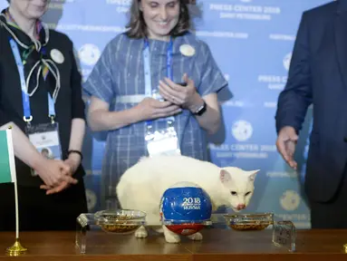 Kucing bernama Achilles memprediksi hasil pertandingan sepak bola pertama Piala Dunia 2018 antara Rusia dan Arab Saudi di Saint Petersburg, Rusia, Rabu (13/6). Achilles merupakan salah satu pemburu tikus di State Hermitage Museum. (Olga Maltseva/AFP)