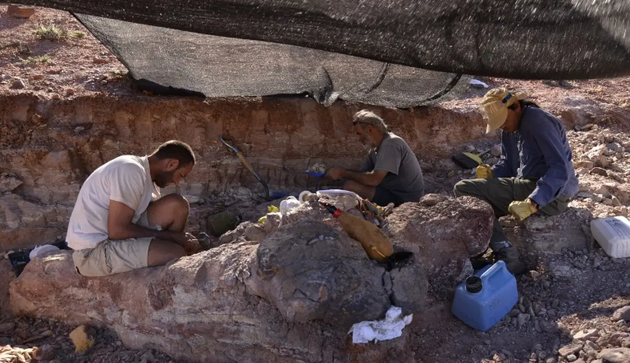 Dinosaurus ini juga lebih berat tujuh ton dari temuan sebelumnya yakni Argentinosaurus, yang memiliki berat 70 ton. Para ilmuwan percaya ini spesies baru titanosauria, Sabtu (17/5/2014) (AFP PHOTO / Museo Egidio Feruglio).