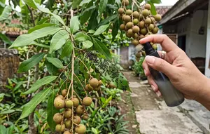 Cara Mengusir Semut dari Tanaman Buah Tanpa Merusak Daun, Metode Aman dan Ampuh