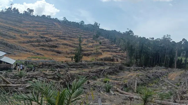 Potret perambahan hutan untuk dijadikan perkebunan sawit di Provinsi Riau.