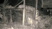 Harimau sumatra yang pernah masuk kandang jebak dan dievakuasi oleh BBKSDA Riau. (Liputan6.com/Dok BBKSDA Riau)