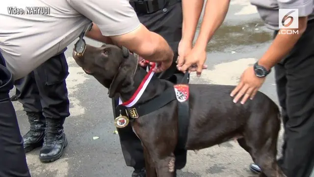 Dua anjing pelacak berhasil menemukan korban longsor di Cijeruk, Bogor. Atas prestasinya, kedua anjing itu mendapat medali penghargaan.

