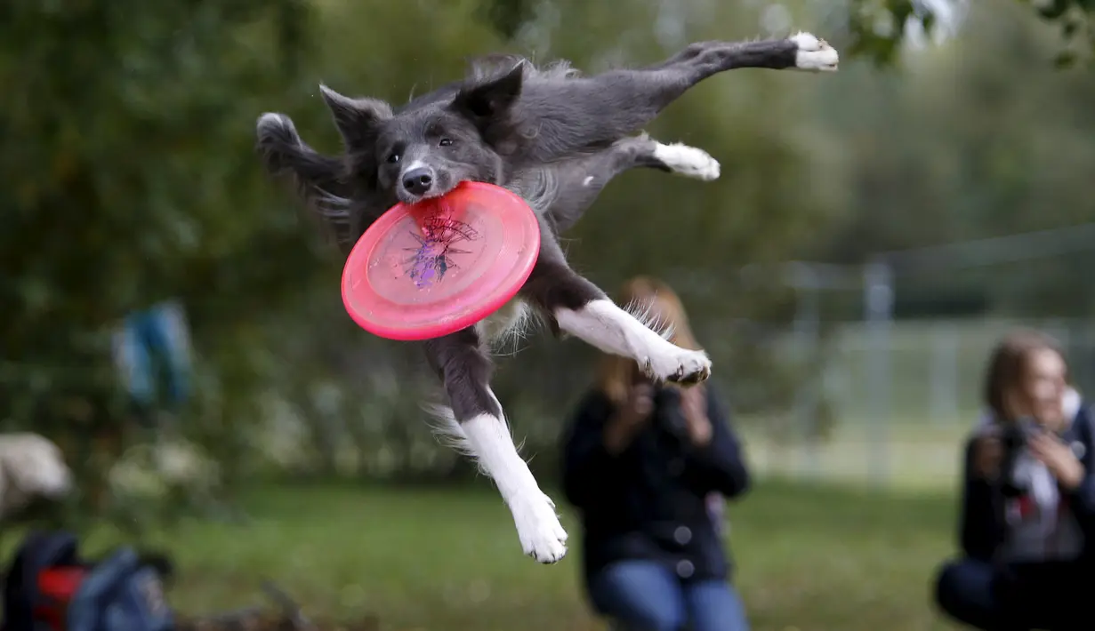 Aksi anjing menangkap frisbee dalam kompetisi frisbee anjing di Moskow, Minggu (13/9). Anjing dan pemiliknya ambil bagian dalam berbagai kategori jarak dan tes akurasi pada kompetisi untuk menilai keterampilan frisbee mereka. (REUTERS/Sergei Karpukhi)