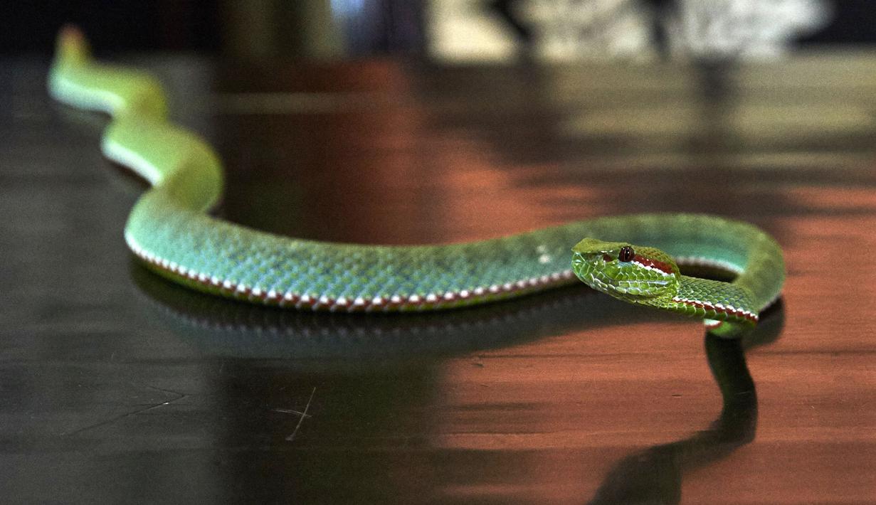 Seekor ular viper palem milik Steve Ludwin yang berada di apartemennya di Kennington, London, Kamis (9/11). Steve Ludwin menyuntikkan bisa ular viper tersebut ke tubuhnya untuk kekebalan tubuh dan sebagai anti-racun. (AFP Photo/Niklas Halle'n)