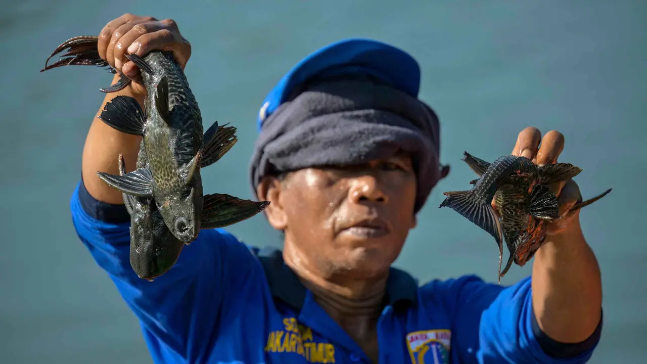 Operasi Tangkap Ikan Sapu-Sapu di Jakarta Terus Berlanjut