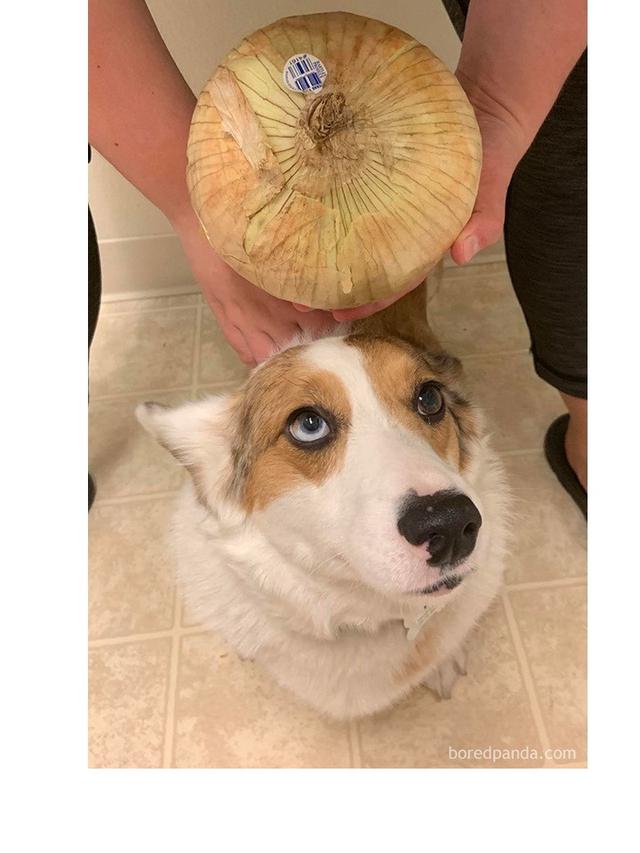 7 Potret Belanja Sayur Online Selama Social Distancing Ini Bikin Geleng Kepala