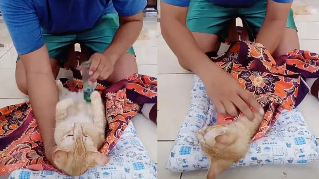 Viral Aksi Pria Bedong Kucing Bak Bayi. (Sumber: TikTok/ayah.koko)