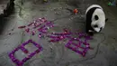 Panda raksasa Shunshun berjalan-jalan di Kebun Raya dan Taman Margasatwa Tropis Hainan, Haikou, ibu kota Provinsi Hainan, China selatan, pada 26 Oktober 2020. (Xinhua/Yang Guanyu)