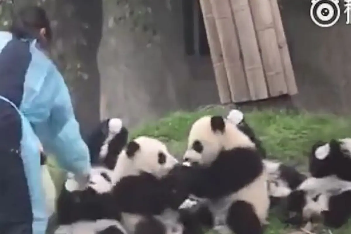 Lucu, 10 Bayi Panda Berebut Mendapat Botol Susu