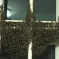 Ribuan lebah penuhi jendela apartemen. (Photo from Mothership reader)