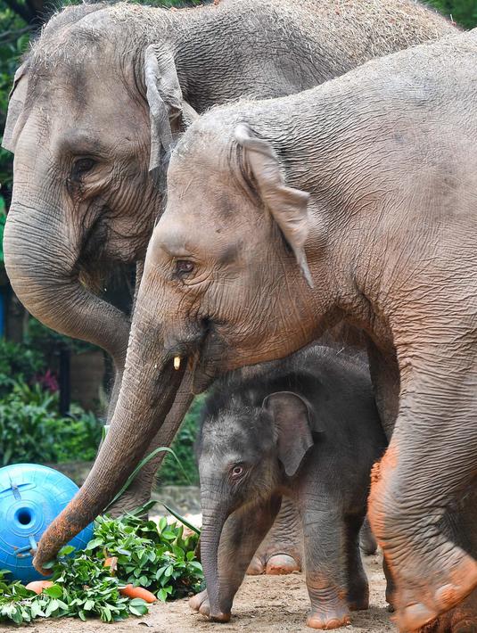 Foto 2 Bayi Gajah Asia Lahir Di Taman Safari Chimelong Global Liputan6 Com