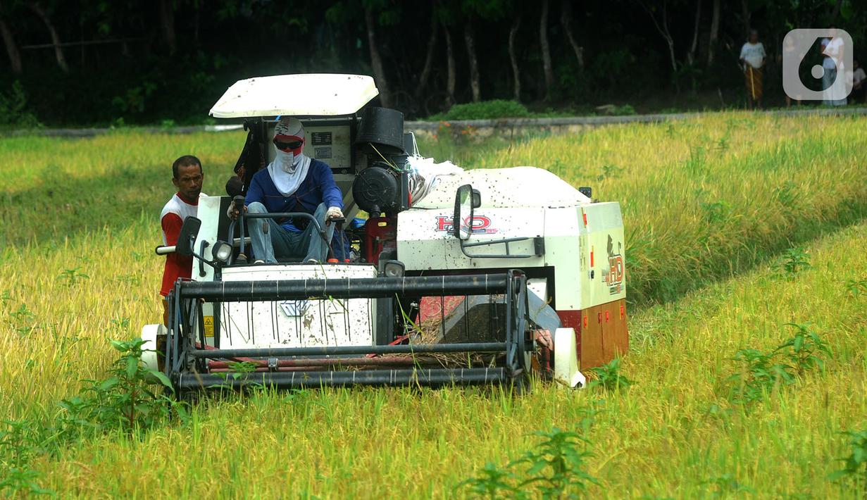 Petani memanen padi jenis IR 54 menggunakan mesin produk China di Galuh, Kulon Progo, Yogyakarta, Kamis (2/2/2020). Mesin yang disewa seharga Rp 500 ribu untuk memanen padi seluas 1.400 meter persegi itu mengefisienkan waktu, tenaga, dan modal dibandingkan tenaga manusia. (merdeka.com/Arie Basuki)